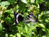 White Admiral and Canadian Tiger Swallowtail