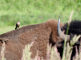 Brown-headed Cowbird riding a bison