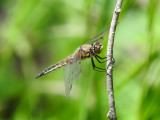 Four-spotted Skimmer