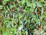 Canada Darner (<i>Aeshna canadensis</i>)