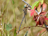 Shadow Darner (<i>Aeshna umbrosa</i>)