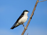 Tree Swallow