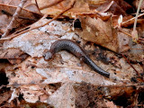 Eastern Redback Salamander (<i>Plethodon cinereus</i>)