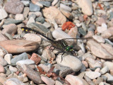 Cobra Clubtail (G. vastus).