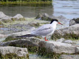 Common Tern (adult finished hunting for a moment - note the leg band!)