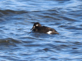 White-winged Scoter