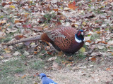 Ring-necked Pheasant