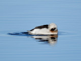 Long-tailed Duck