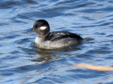 Bufflehead (female)