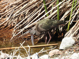 White-faced Ibis