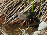 White-faced Ibis