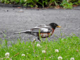 American Robin