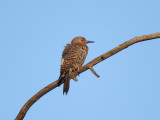 Northern Flicker