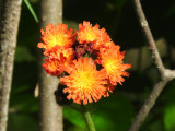 Orange Hawkweed (Hieracium aurantiacum)