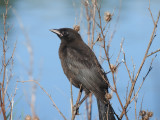 Common Grackle (juvenile)