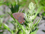 Striped Hairstreak (Satyrium liparops)