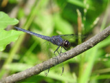 Slaty Skimmer (<i>Libellula incesta</i>)