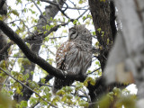 Barred Owl