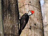 Pileated Woodpecker, female