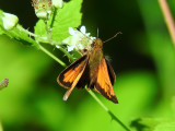 Hobomok Skipper (<i>Poanes hobomok</i>)