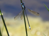 Amber-winged Spreadwing