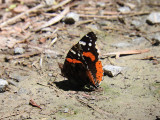 Red Admiral