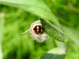 Orange-spotted Lady Beetle (Brachiacantha sp.)