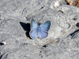 Silvery Blue (Glaucopsyche lygdamus)