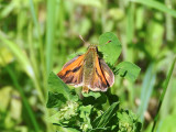 Long Dash Skipper, male (Polites mystic)