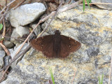 Northern Cloudywing (<i>Thorybes pylades</i>)