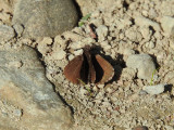 Common Roadside Skipper