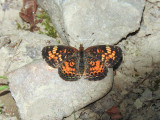 Northern Crescent (Phyciodes cocyta)