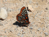 Baltimore Checkerspot (<i>Euphydryas phaeton</i>)