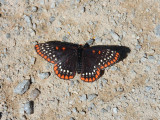 Baltimore Checkerspot (Euphydryas phaeton)