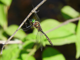 Ocellated Emerald