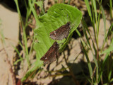 Common Roadside Skippers