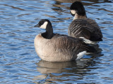 Cackling Goose (<i>Branta hutchinsii </i>)