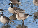 Canada Goose