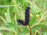 Mourning Cloak