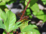 Eastern Amberwing (<i>Perithemis tenera</i>)