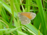Common Ringlet (Coenonympha tullia)