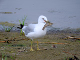 Ring-billed Gull with fish
