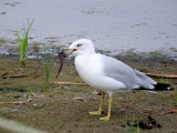 Ring-billed Gull with fish