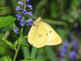 Clouded Sulphur (Colias philodice)