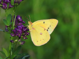 Orange Sulphur (Colias eurytheme)