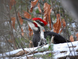Pileated Woodpecker, male