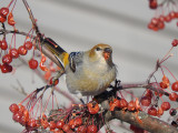 Pine Grosbeak