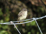 Eastern Phoebe