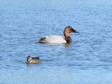 Canvasback with Blue-winged Teal
