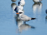 Caspian Tern (immature)